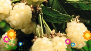Ежевика садовая Полар Берри. Краткий обзор, описание характеристик rubus caesius Polar Berry