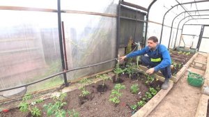 КАПЕЛЬНЫЙ ПОЛИВ. Считаем плюсы, минусов нет!