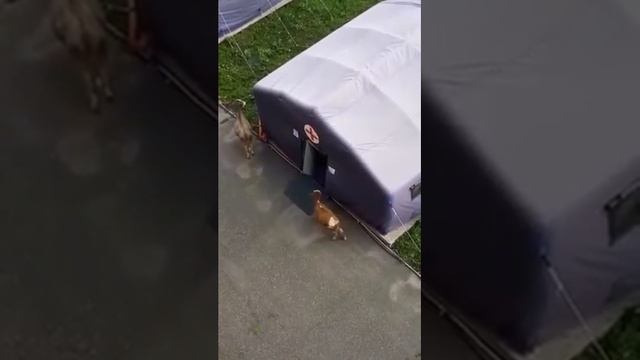 Коровавирус в Мысках. Без комментариев. смотреть онлайн