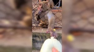 Angry Monkey | Злая Обезьяна | Top ?