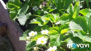 Отличный способ отпугивания птиц от ягоды!