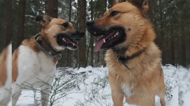 Альма и Муха смотреть онлайн
