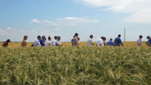 Озимое тритикале  - перезимовка. Опыт ведущего хозяйства.