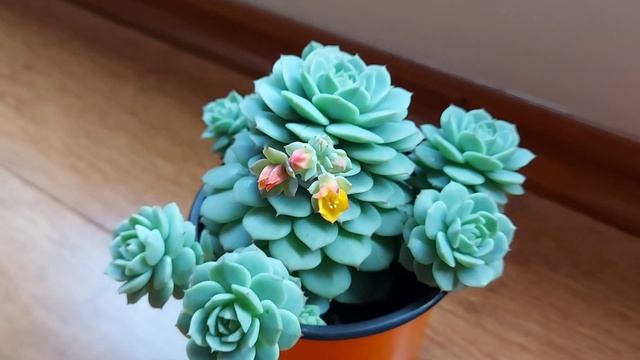 Echeveria Derenbergii Suculenta de sol Echeveria Prolífica Echeveria en flor ??