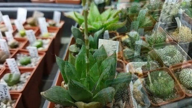 Выставка кактусов и суккулентов. Новые кактусы в моей коллекции. Уход за кактусом.