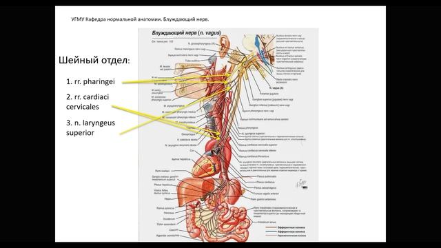 Блуждающий нерв: области иннервации