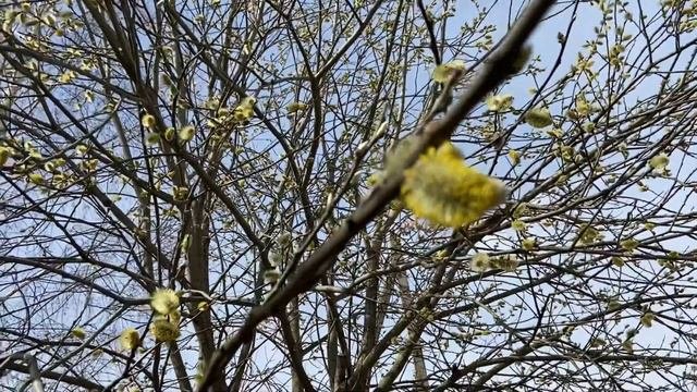Весенняя пора…
