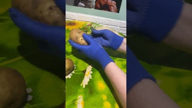 Подготовка клубней картофеля к посадке