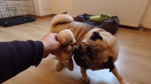 СОБАКА в доме, ЩЕНОК мопса, спокойная жизнь закончилась. МОПС.