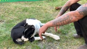 Бугай Алабай. Надёжные руки✌