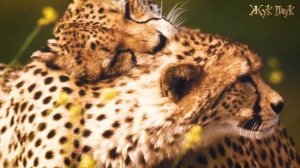 25 интересных ФАКТОВ о ГЕПАРДАХ!