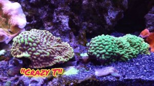 Montipora Coral Care in The SPS Reef Tank