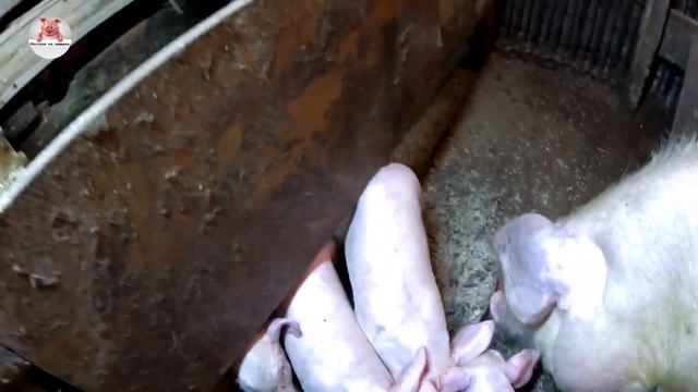 Очередной опорос .Модернизация летних выгулов для свиней полным ходом. смотреть онлайн