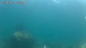 трепанг в японском море