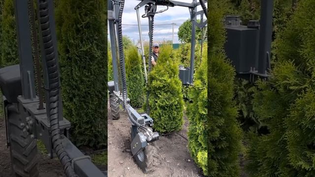 Стрижка туи  смарагд