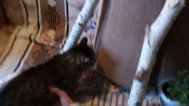 В гостях у Ежихи. Сказка Рапунцель смотреть онлайн