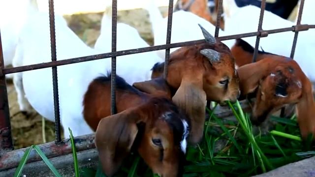 Поведінка кози - Анастасія Браіловська (сюжет до програми РОЖЕВІ ОКУЛЯРИ) смотреть онлайн