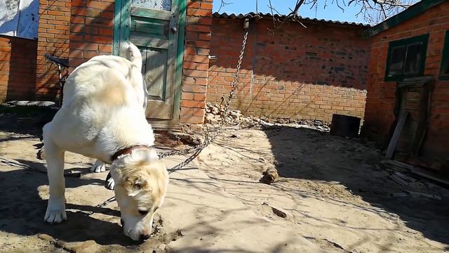 Самые крупные собаки в мире