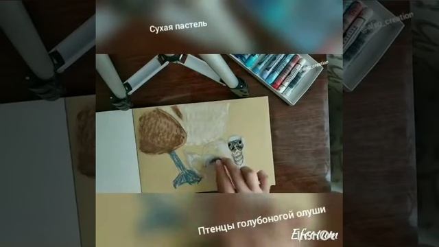 Птенцы голубоногой олуши сухой пастелью смотреть онлайн