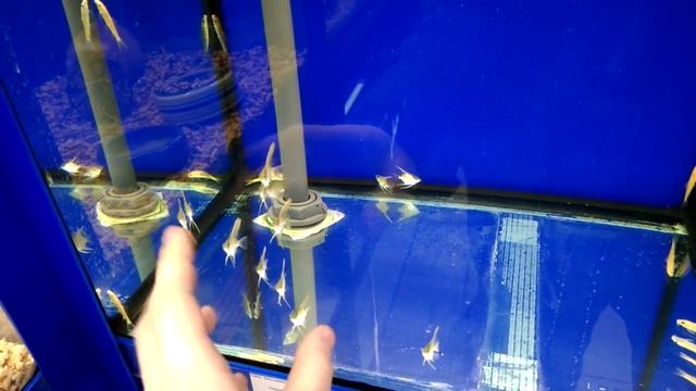 Аквариумные рыбки скалярии, приветливые смотреть онлайн