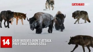 Unbelievable Wolf Facts You Never Knew!