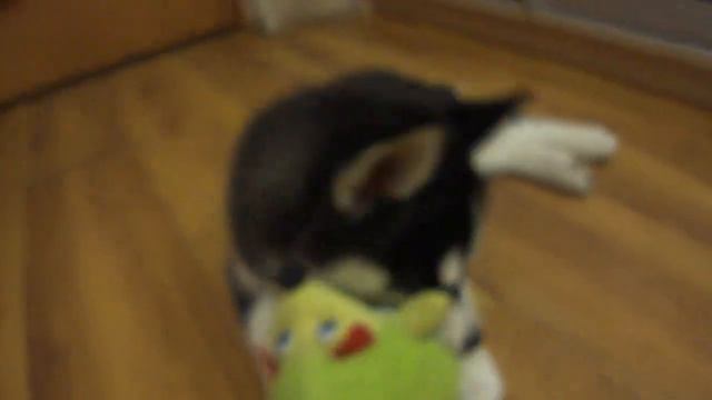 игривый хаски смотреть онлайн