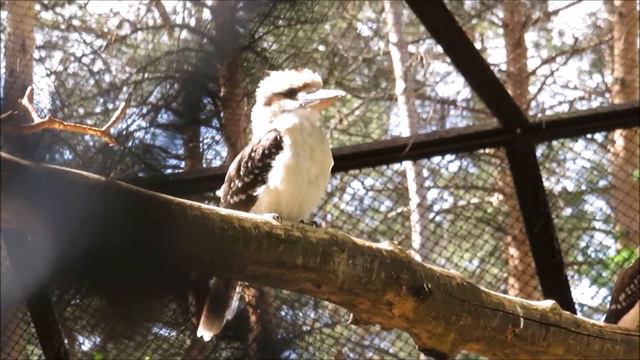 Кукабары замолкают петь когда к ним подходят посетители 20.05.2022 смотреть онлайн