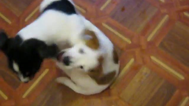 Щенки парсон-рассел-терьера смотреть онлайн