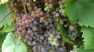 Сорт винограда Кишмиш Запорожья.