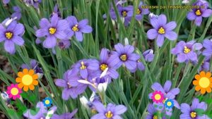 Голубоглазка(Сюсиринхий) узколистная. Краткий обзор, описание sisyrinchium angustifolium