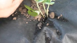 Как правильно посадить клубнику в Августе. Посадил сорт Хоней на агроволокно