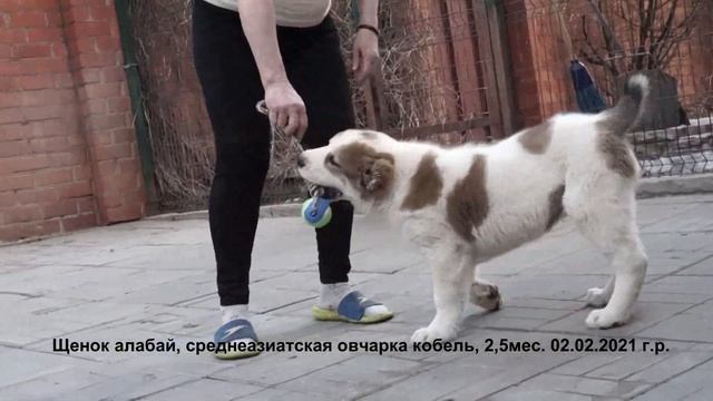 Щенки Алабаи купить, щенки Среднеазиатской овчарки купить. www.r-risk.ru +79262205603 Татьяна Ягодк смотреть онлайн