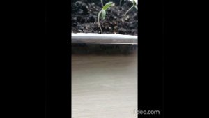 Томаты от посева до всходов  от семена Алтая Сибирский Пируэт, Вишня в шоколаде, Стерлядь