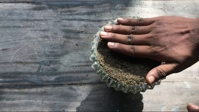 LIVE Trick on growing butterfly plant ☘ (bulbs to plant) oxalis triangularis | A Garden Cat EP-29 ? смотреть онлайн