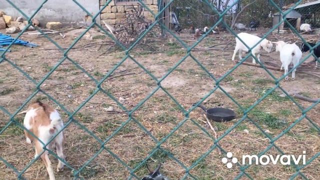 Камерунские карликовые козы . Наше хозяйство в Крыму.