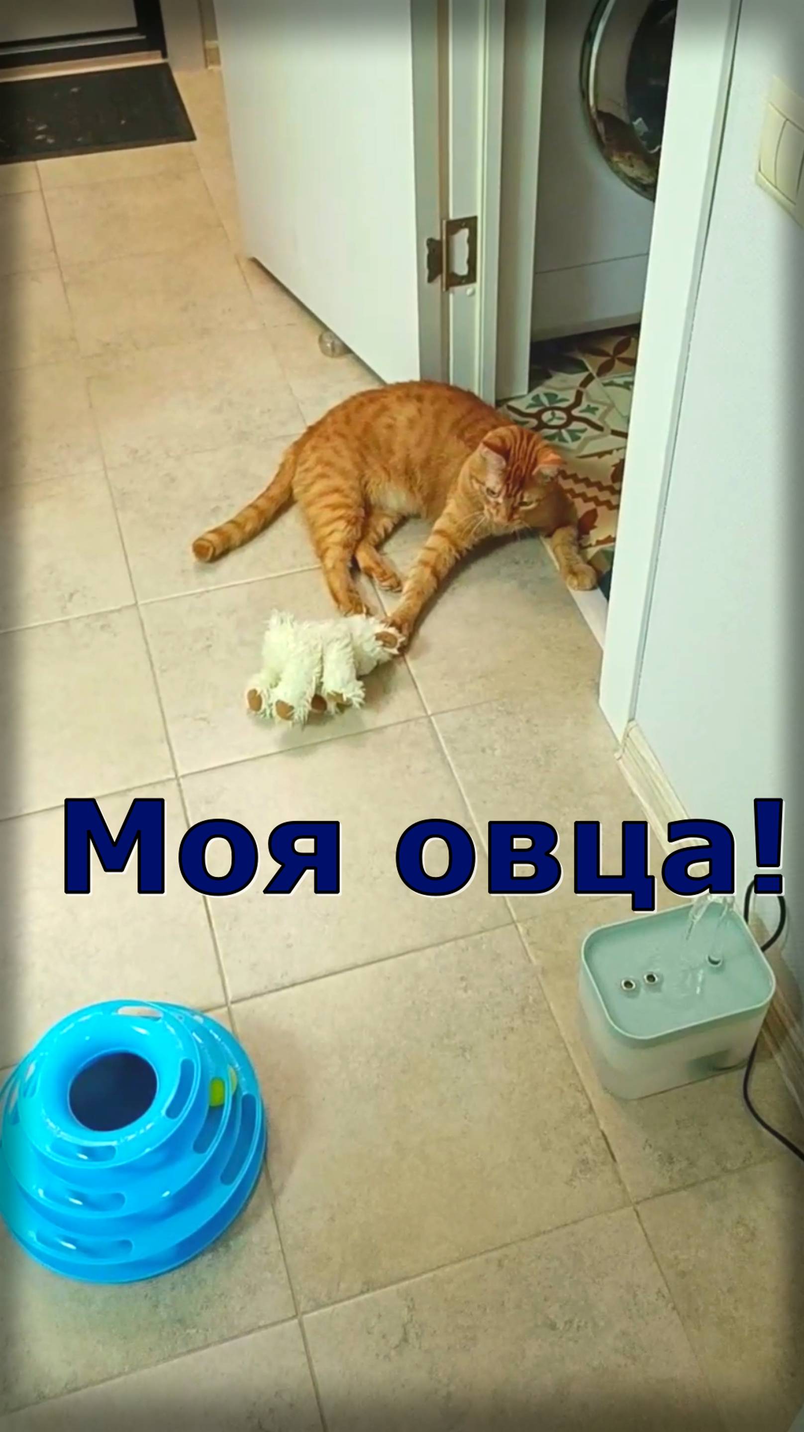 Моя Овца! Кот Феня, он же Феникс