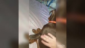 Щенок добермана. Стоит ли покупать?