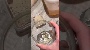 Как проверить мёд на качество -Дикий бортевой мёд