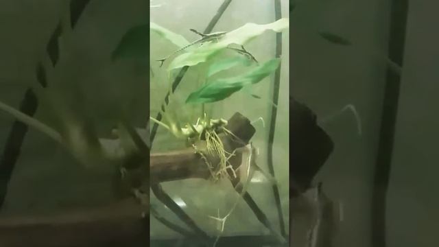 Панамская Стурисома смотреть онлайн