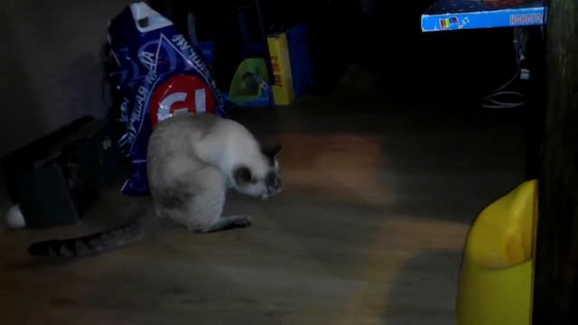 Кошка приносит игрушки) смотреть онлайн