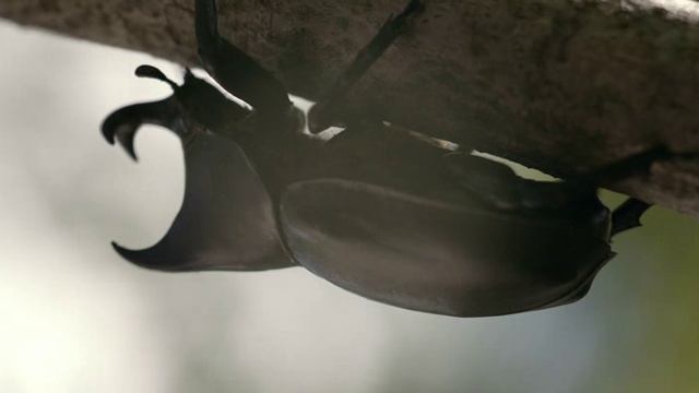 BBC.Chudesa.Zhizni.04.2013.XviD.HDRip.by.GeneralFilm