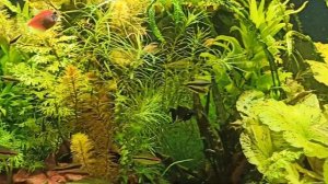 Джунгли в 500 и 300 литровых аквариумах