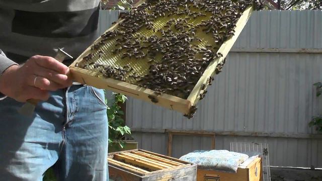 РАСШИРЕНИЕ ПЧЕЛИНОГО ГНЕЗДА.ВТОРОЙ КОРПУС смотреть онлайн