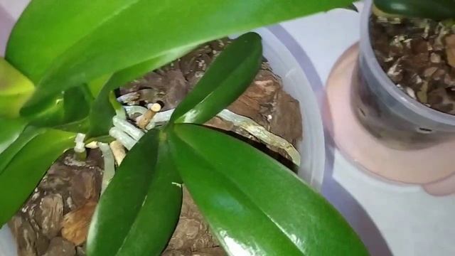 Слон и Моська. ??. Орхидеи Leco Fantastic. смотреть онлайн