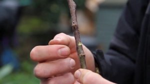 Grafting Apple Trees - The Orchard Project