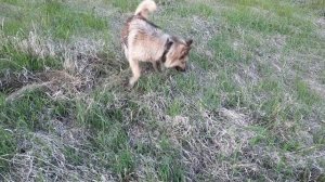 Как пёс пытается поймать мышь!