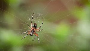 Spider Facts for Kids! - YouTube/Spiders for kids - YouTube/Sweet Pet vlog