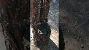 Определение сторон света в лесу.