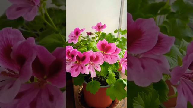 🌺Aristo Pink. Пеларгония королевская.