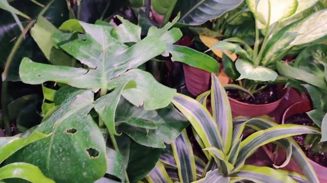 Lowe's Tropical Plants Shopping April 23, 2022 смотреть онлайн